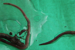 Tribal-Loop-Opera-Detlef-Schlich Worms Research