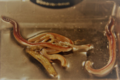 Tribal-Loop-Opera-This worms are still living in peace.